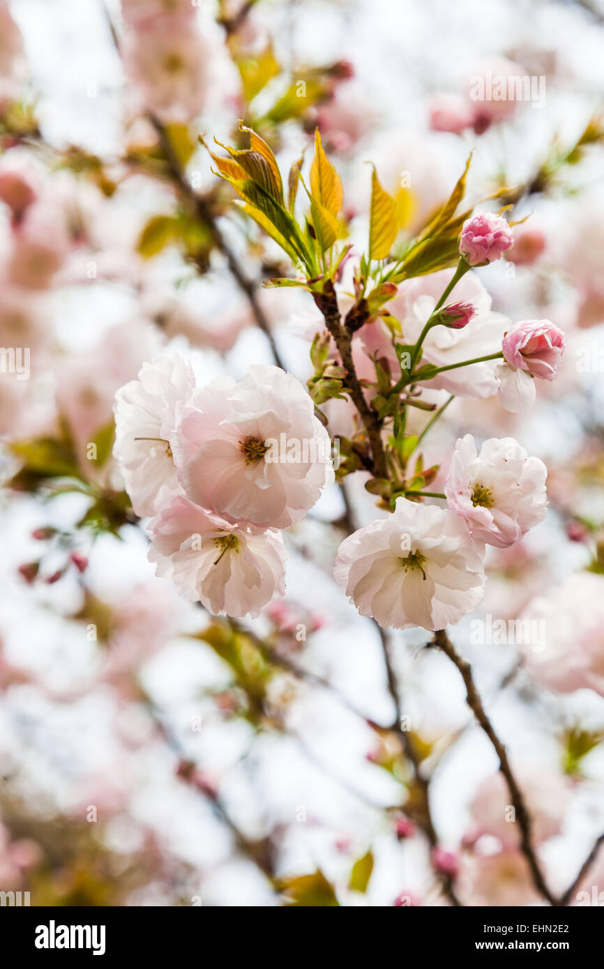 Cerezos (Prunus sp.). Foto de stock