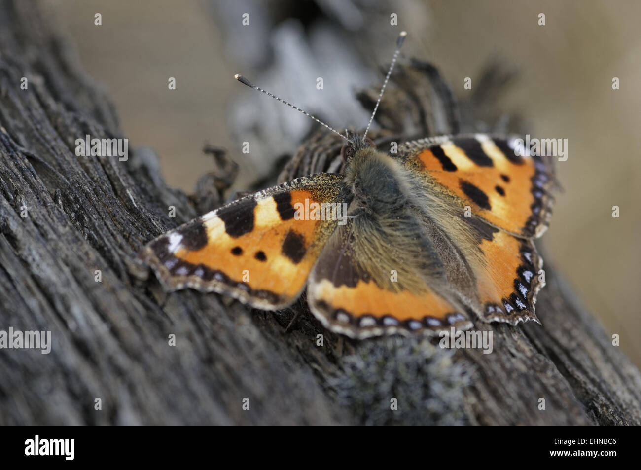 Aglais urticae, Small Tortoiseshell, Mariposa Foto de stock