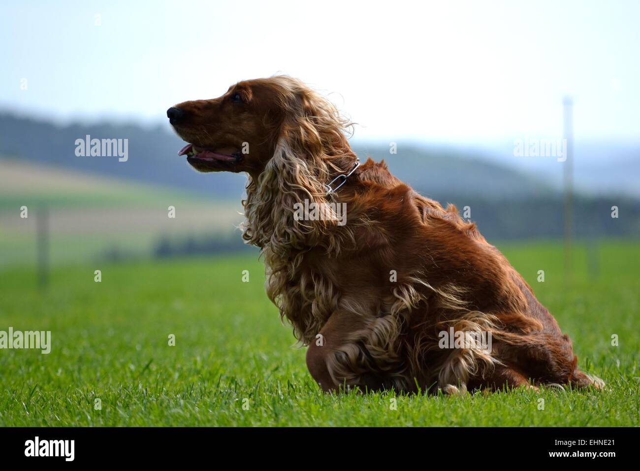 Perro marrón en el prado - perfil lateral Foto de stock