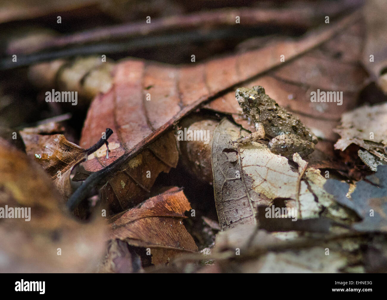 Pequeña rana adulta entre la hojarasca del bosque lluvioso del valle Danum en Sabah Borneo Foto de stock