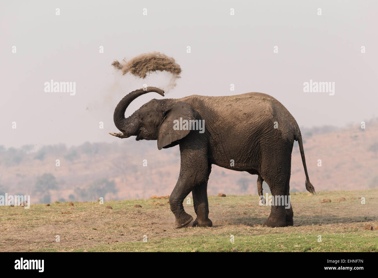 Los elefantes luchan mutuamente en las orillas del río Chobe Foto de stock