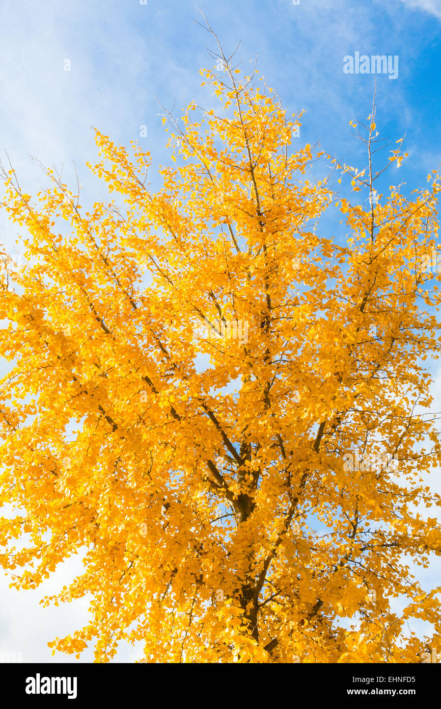 El Ginkgo biloba en otoño. Foto de stock