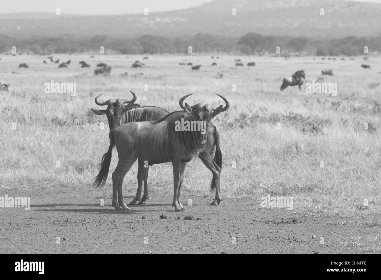 Dos ñus, Connochaetes taurinus azul, de pie en la sabana cerca de la manada, el Área de Conservación de Ngorongoro, Tanzania. Bla Foto de stock