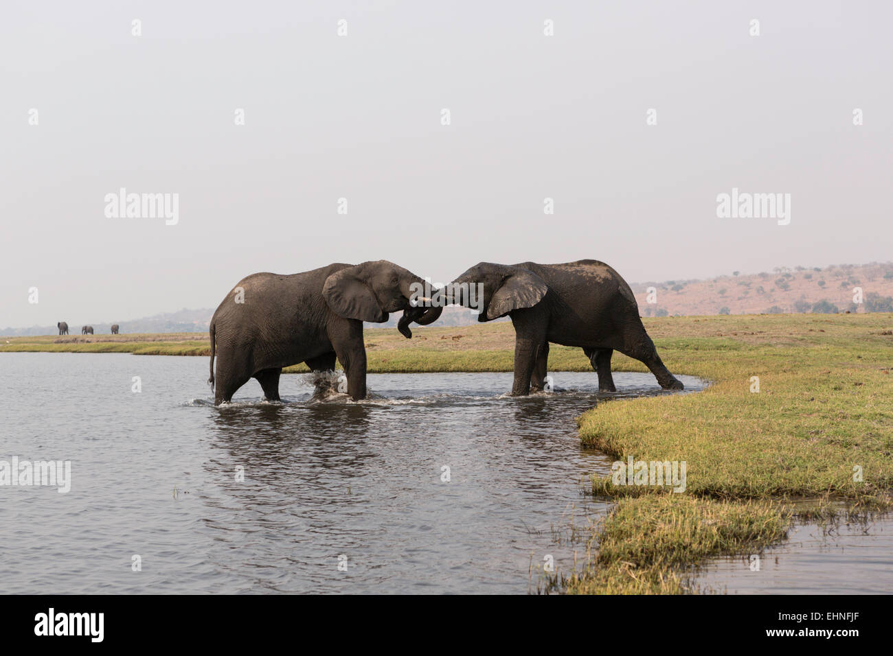 Los elefantes luchan mutuamente en las orillas del río Chobe Foto de stock