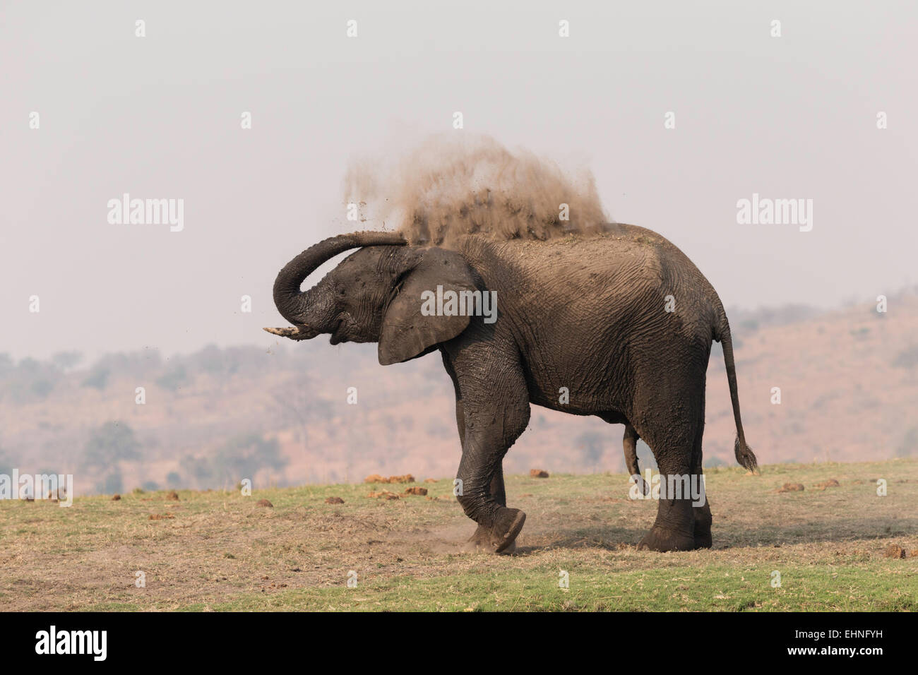 Elephant tomando un baño de arena en el río Chobe Foto de stock