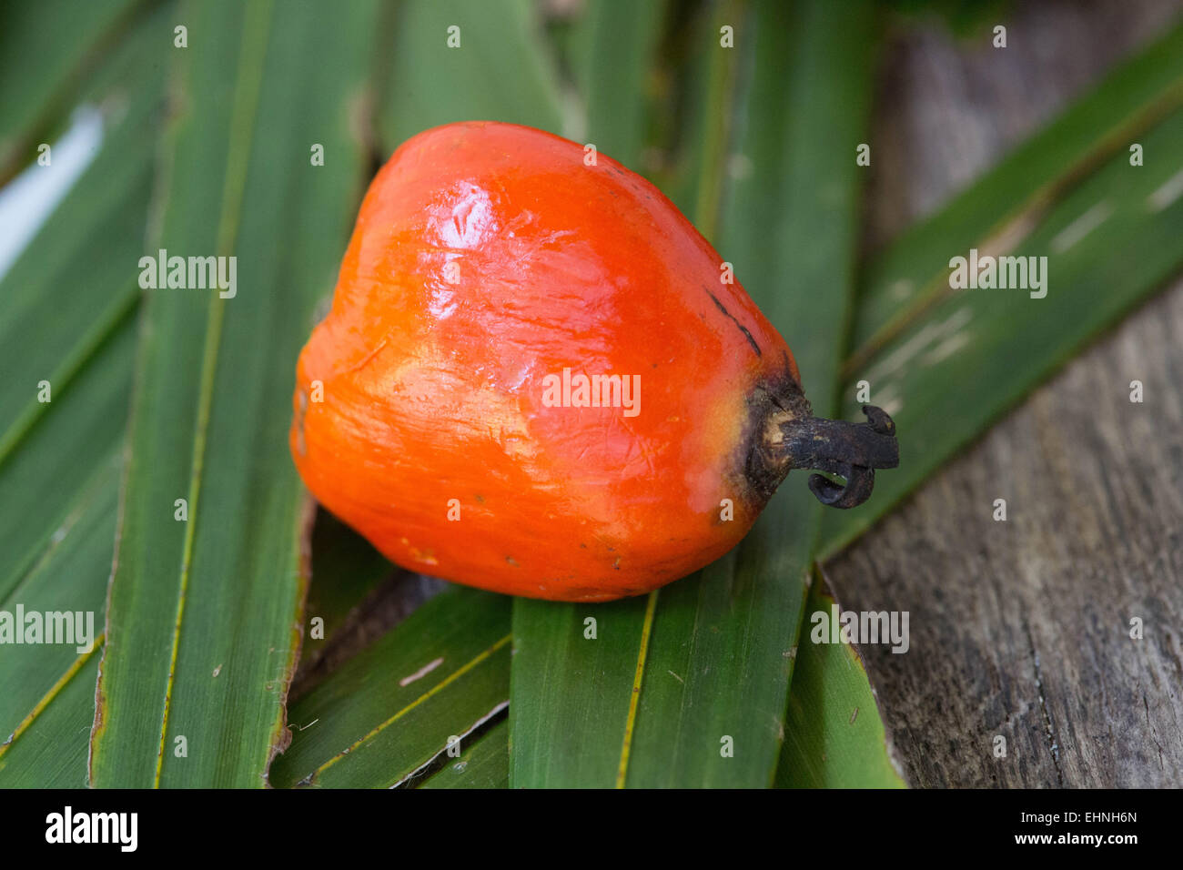 Tuercas de Palm, la fruta de la palma de aceite. Foto de stock