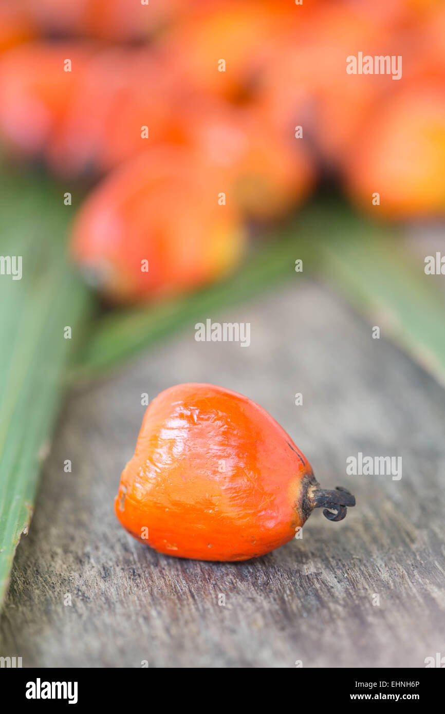 Tuercas de Palm, la fruta de la palma de aceite. Foto de stock