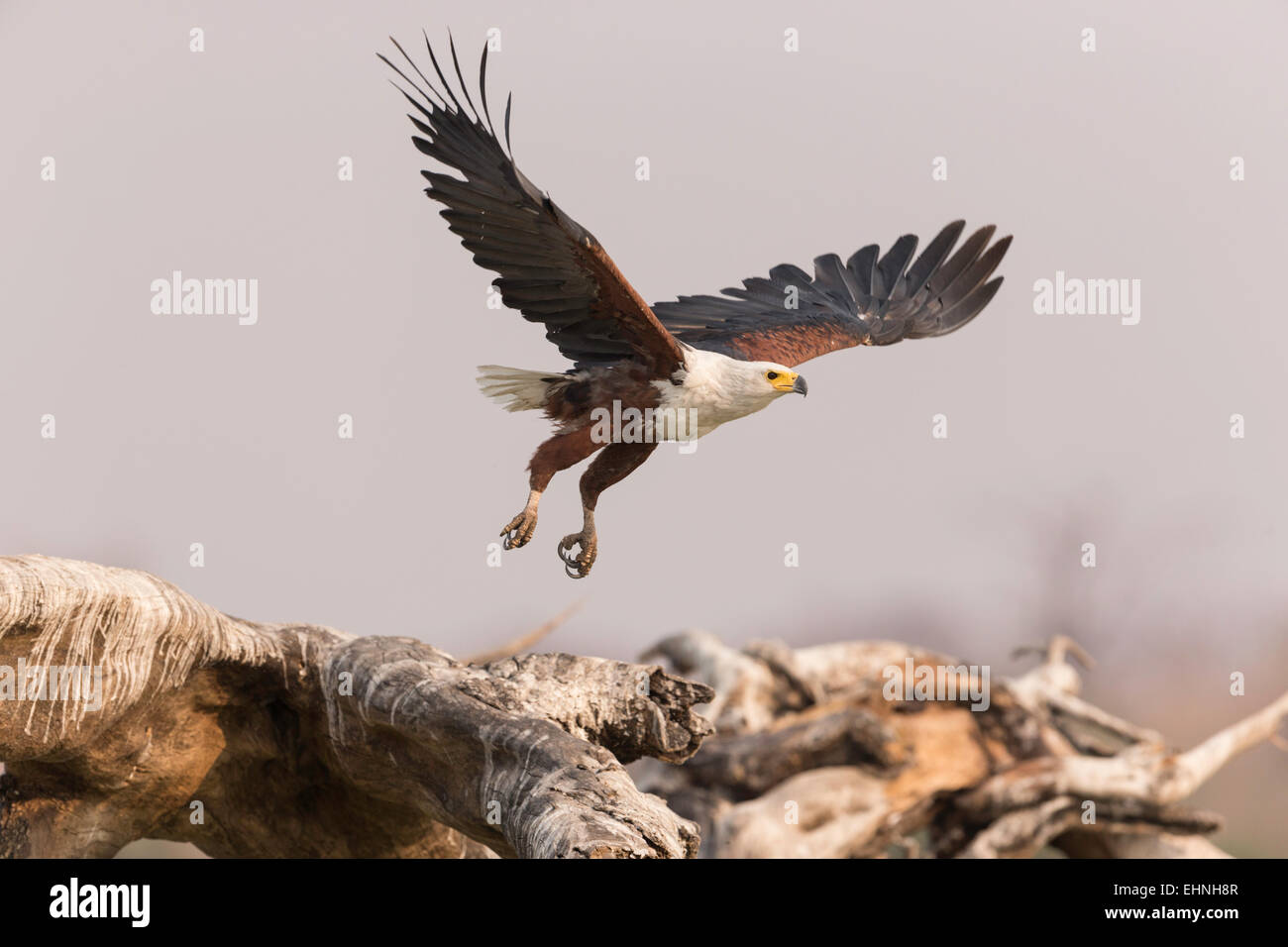 Águila pescadora en el despegue - río Chobe Foto de stock