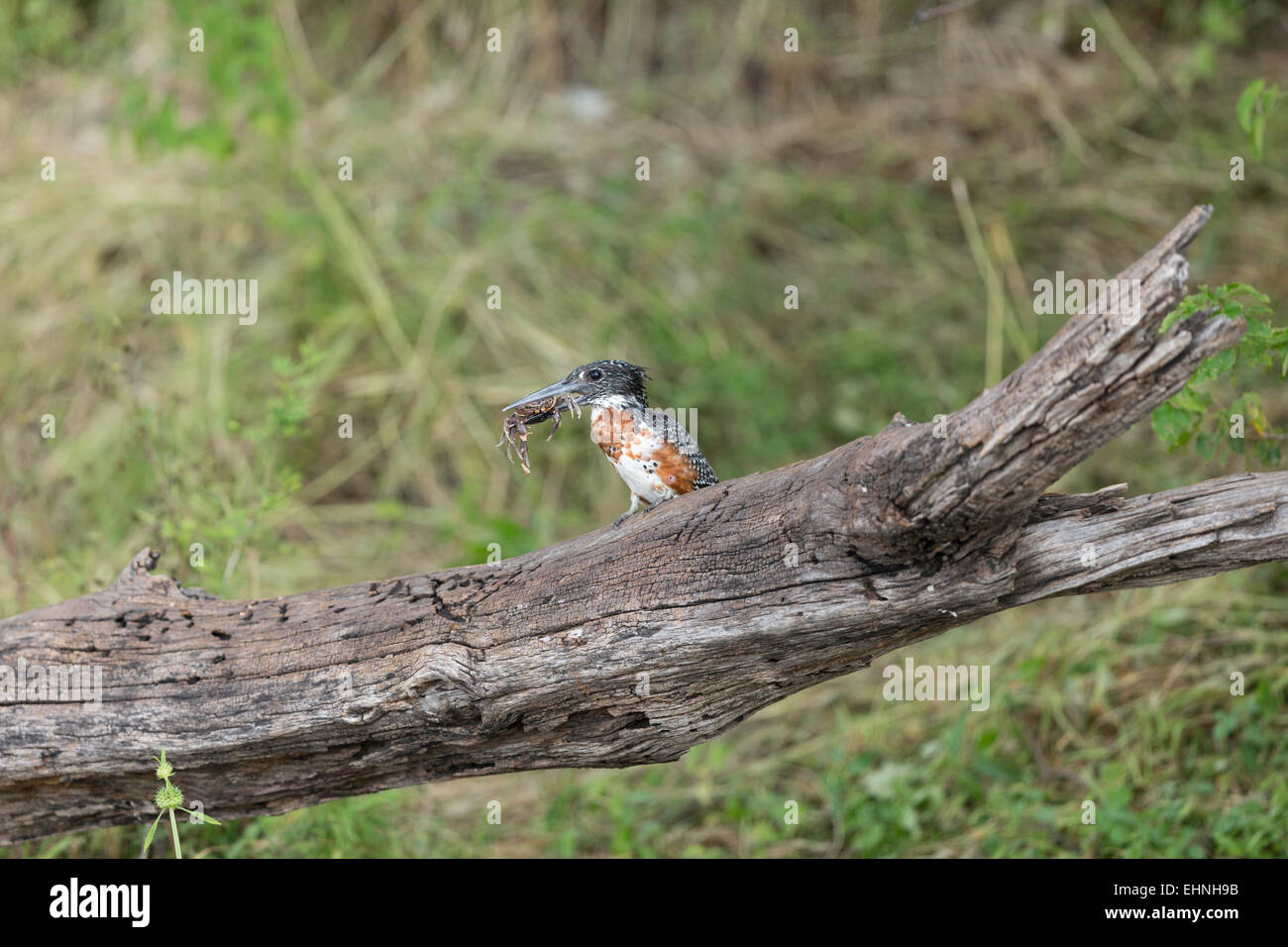 Kingfisher gigante río Chobe Foto de stock