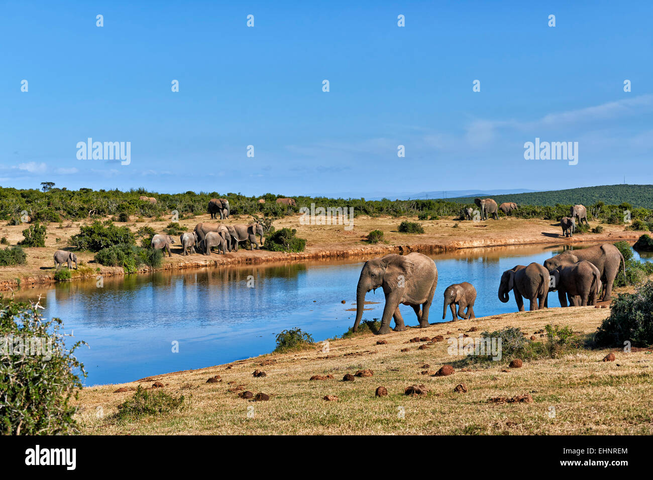 Manada de elefantes bush africano (Loxodonta africana), el Parque Nacional de Elefantes Addo, Eastern Cape, Sudáfrica Foto de stock
