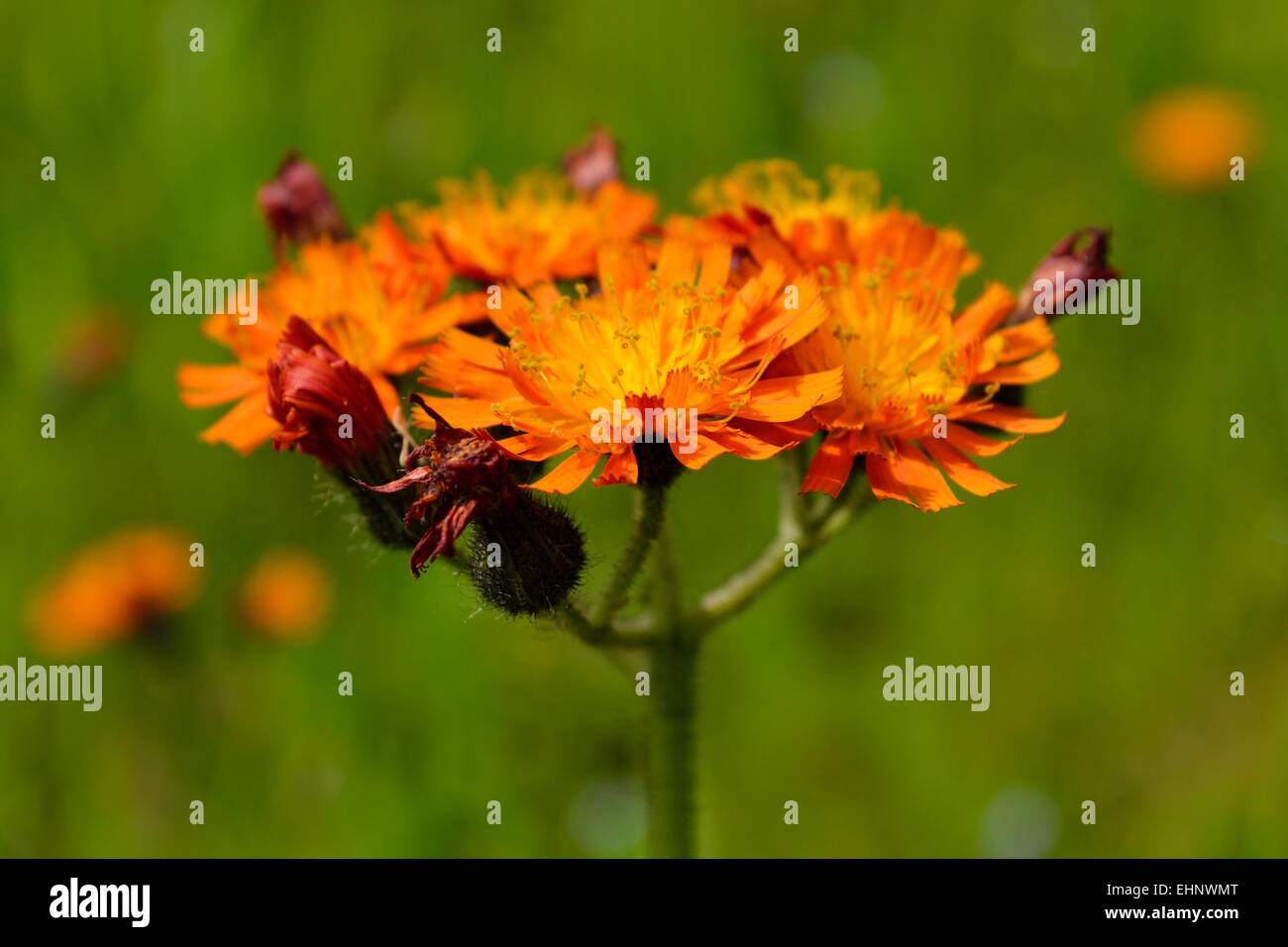 Orange hawkweed floreciente Foto de stock