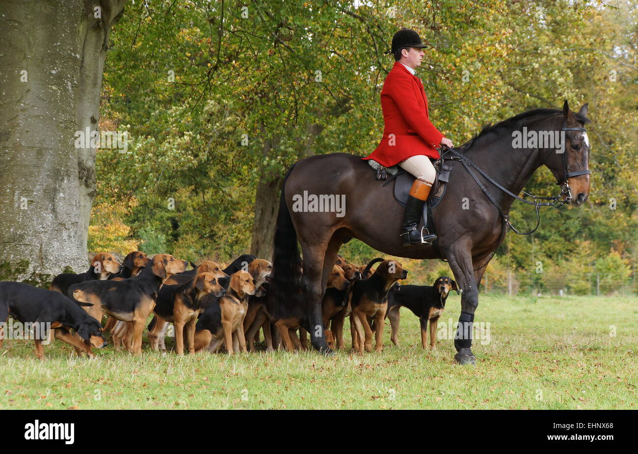 Huntsman y su hounds esperando el apagado. Fotografía tomada en Rockley Manor, Wiltshire Foto de stock