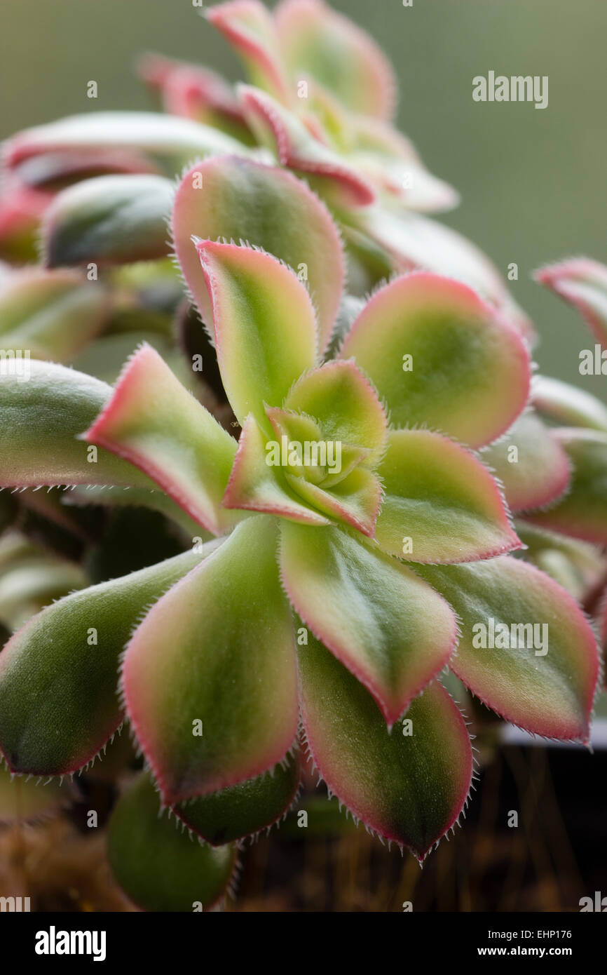 Cerca de la roseta de la ramificación, suculentas Aeonium 'kiwi' Foto de stock