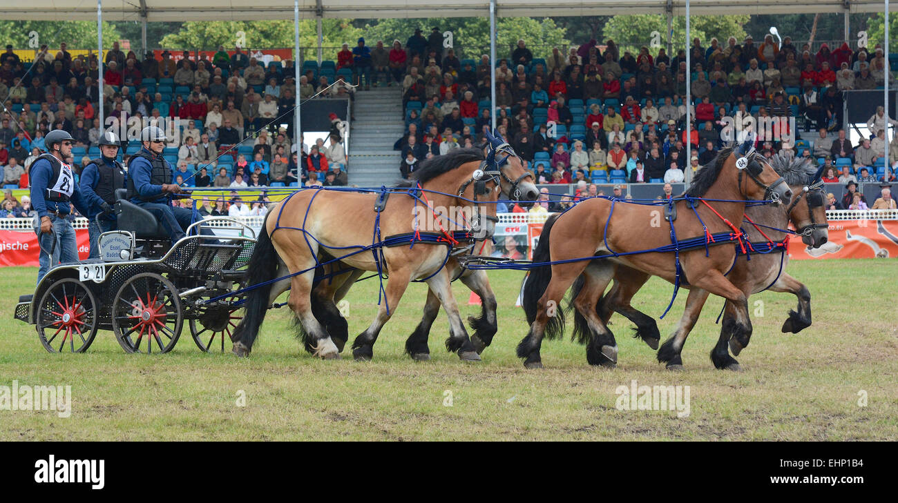 Los europeos mayores Draft Horse Show Foto de stock