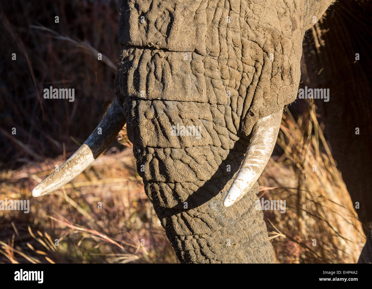 Vista cercana de colmillos de elefante africano y tronco Foto de stock