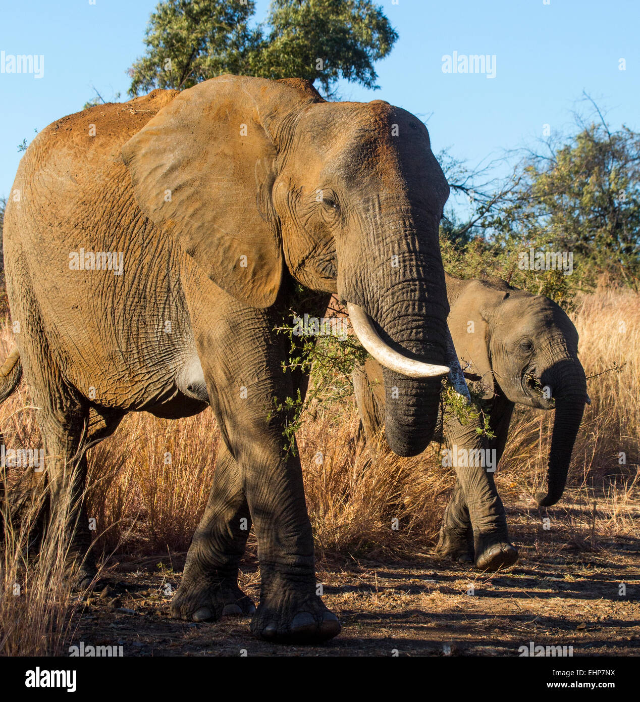 Los elefantes africanos en Bush Foto de stock