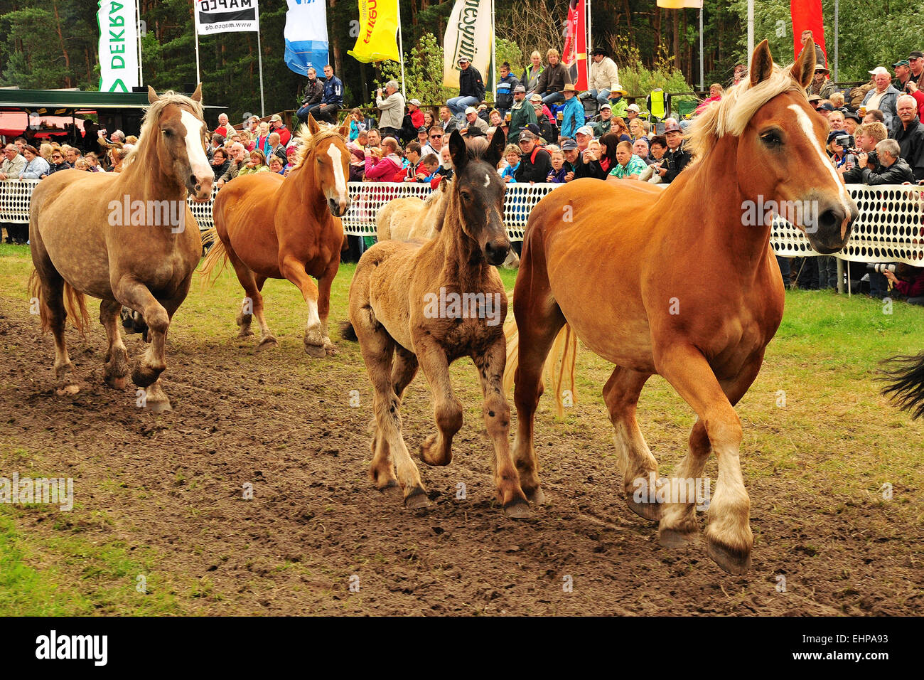 Los caballos de sangre fría en Alemania Foto de stock