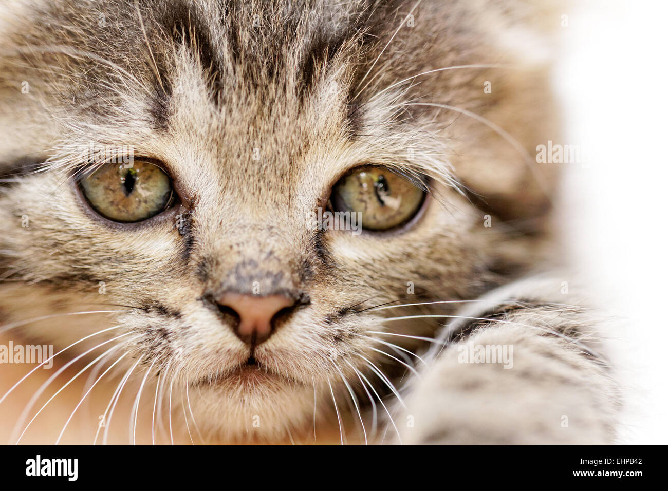 Los gatitos Foto de stock