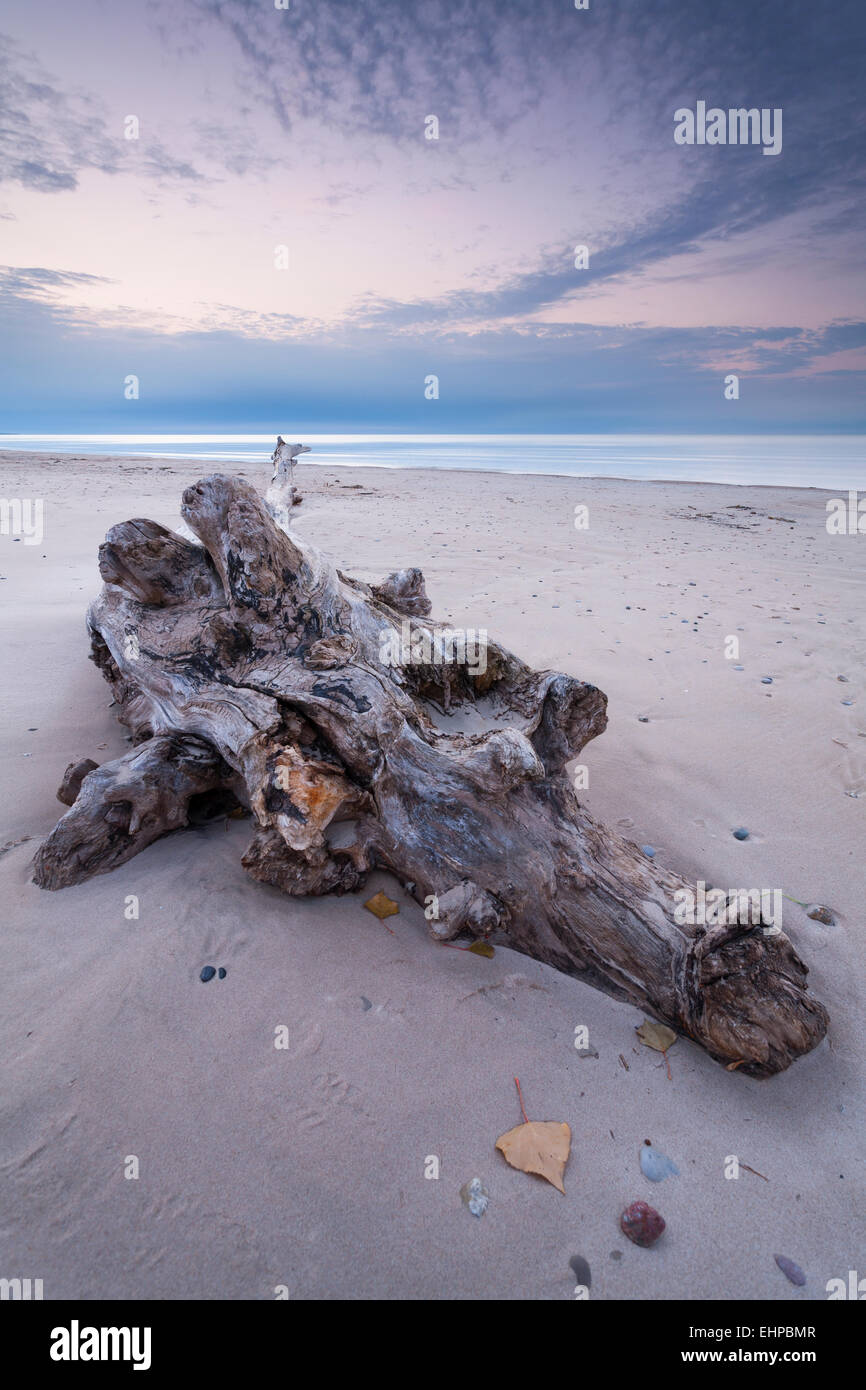 Un retorcido tronco de árbol que ha arrastrado ahora se sienta sola en una playa en el parque provincial Pinery en Ontario, Canadá. Foto de stock