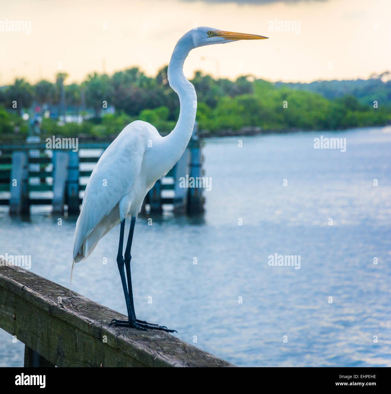 Egret sobre un muelle de pesca en Miami, Florida. Foto de stock