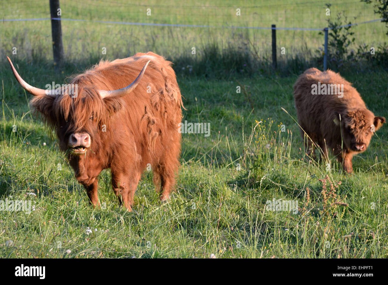 Scottish Highland vacas Foto de stock