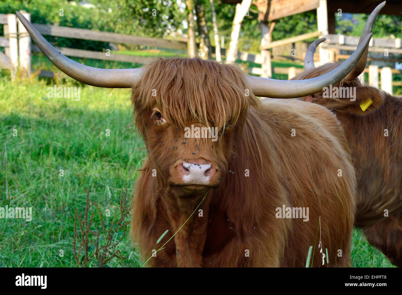 Scottish Highland ganado Foto de stock