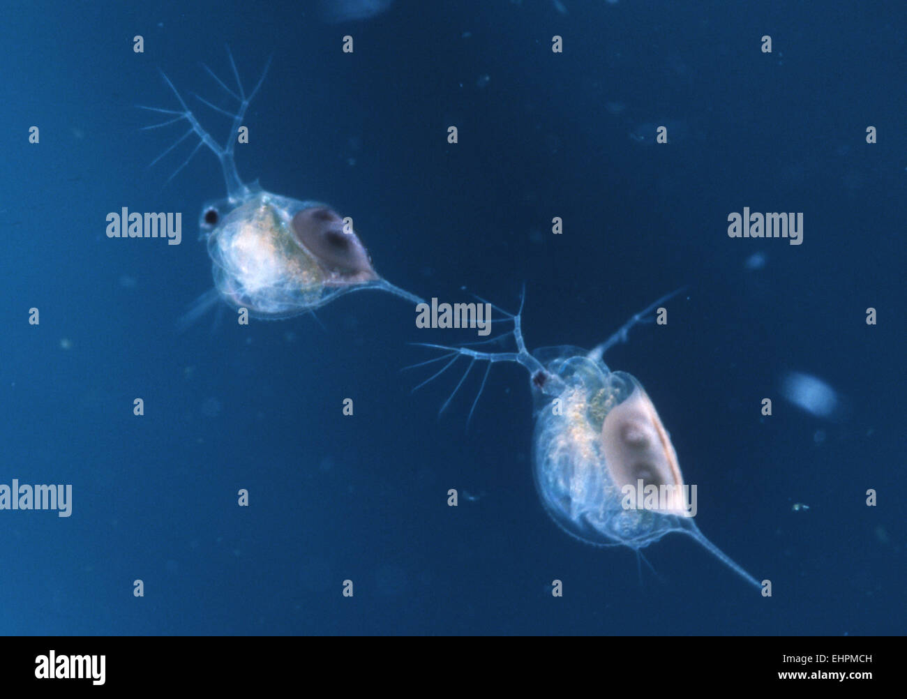 Daphnie plancton en el agua salada Foto de stock