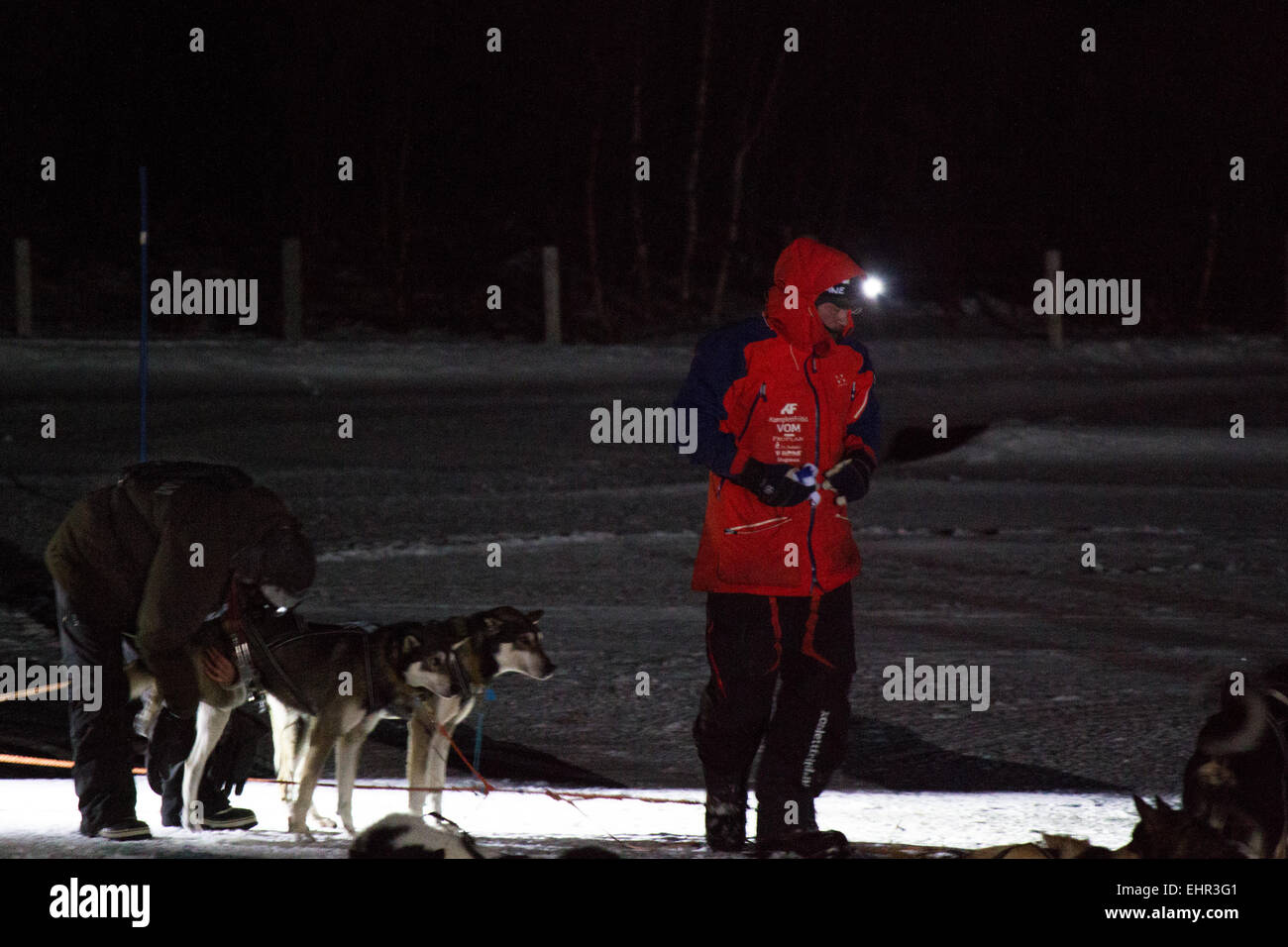 Aventurero noruego, Lars Monsen, llegando en el checkpoint Varangerbotn durante la carrera de perros de Finnmark 2015 Foto de stock