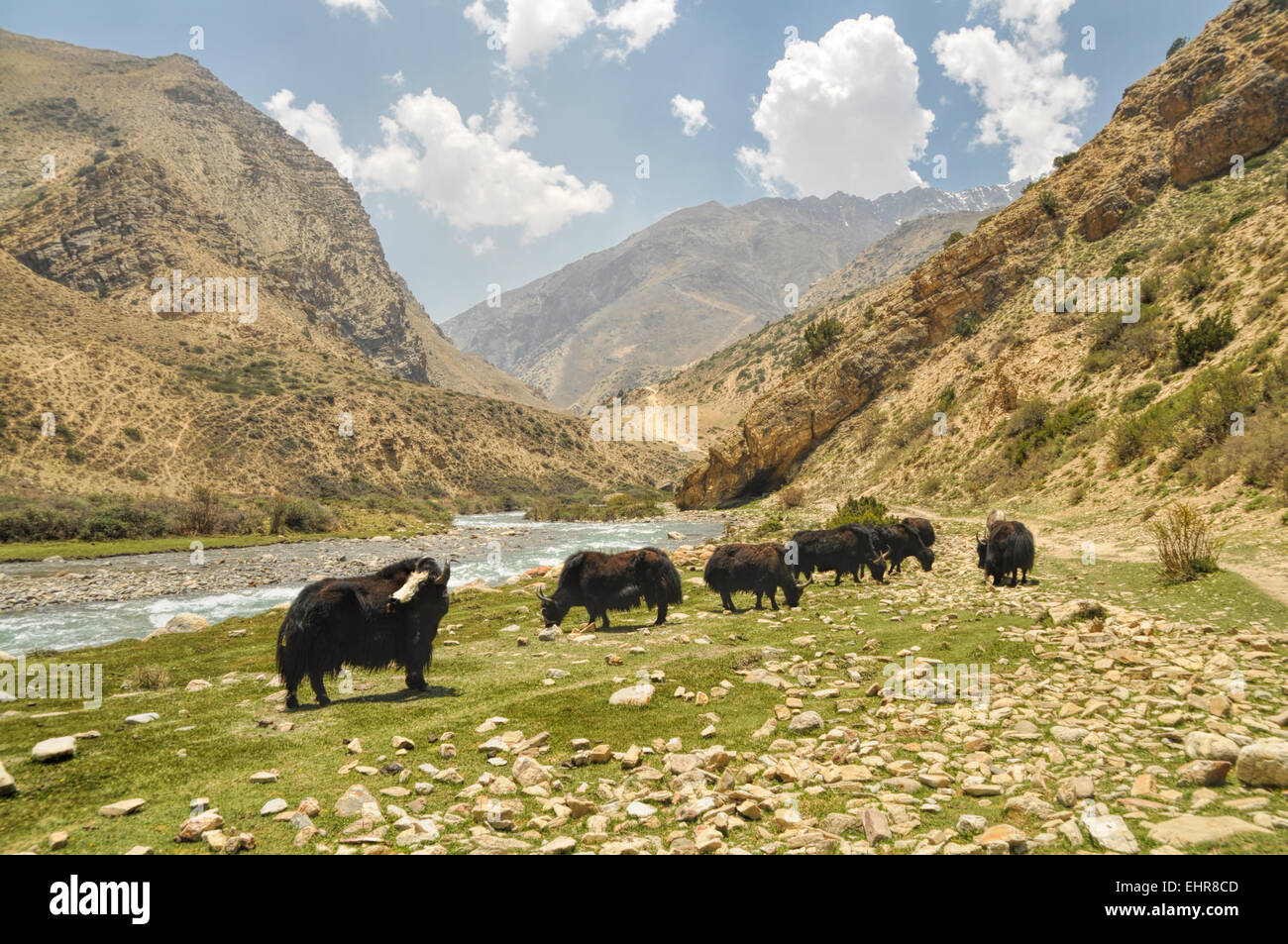 Los yaks en el pintoresco valle en las montañas del Himalaya en Nepal Foto de stock