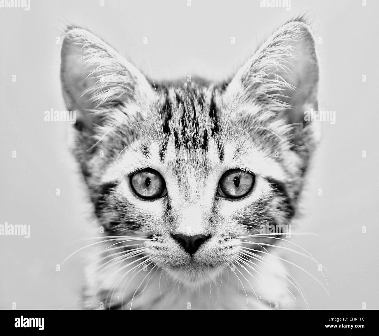 Blanco y negro un disparo a la cabeza de un gato. Foto de stock