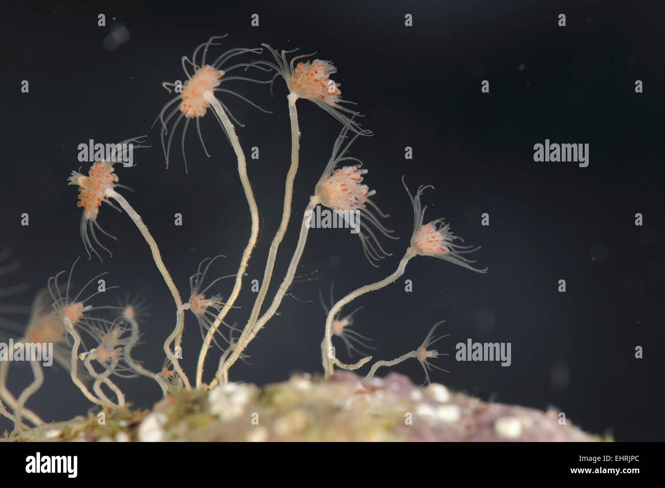 Oaten Tubos - Tubularia laringe Foto de stock