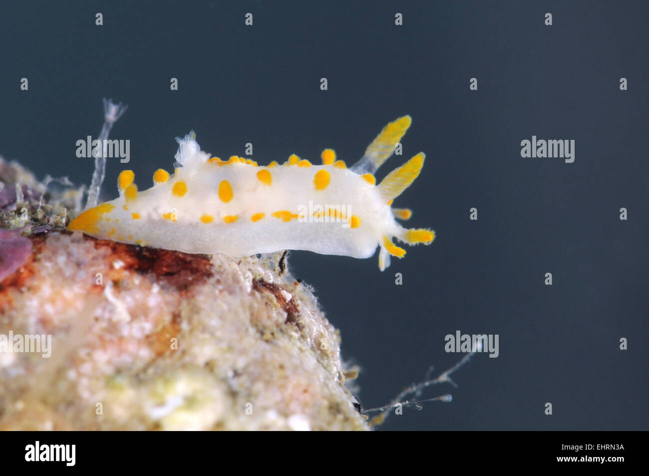Limacia clavigera Foto de stock