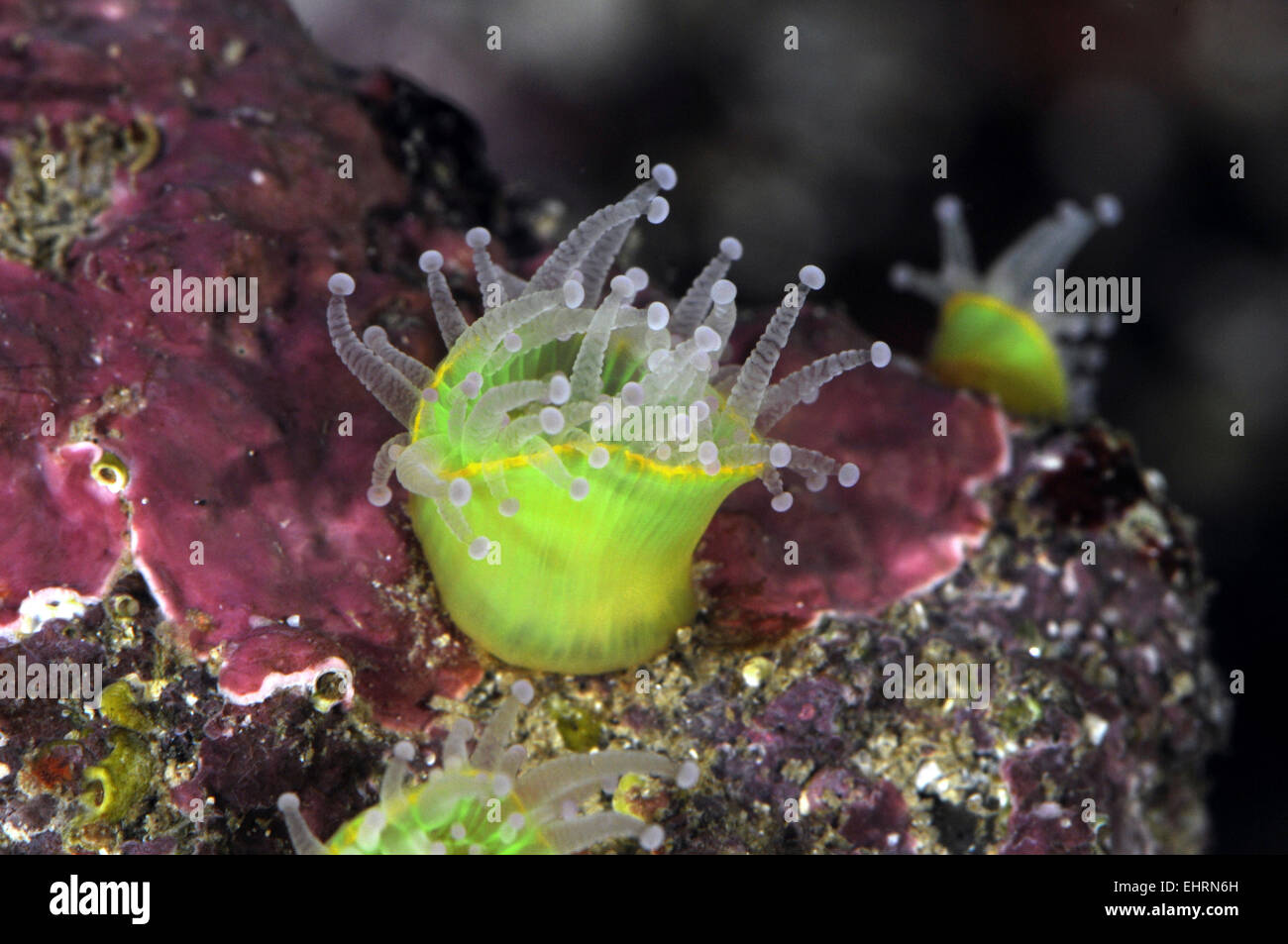 - Anémona joya Corynactis viridis Foto de stock