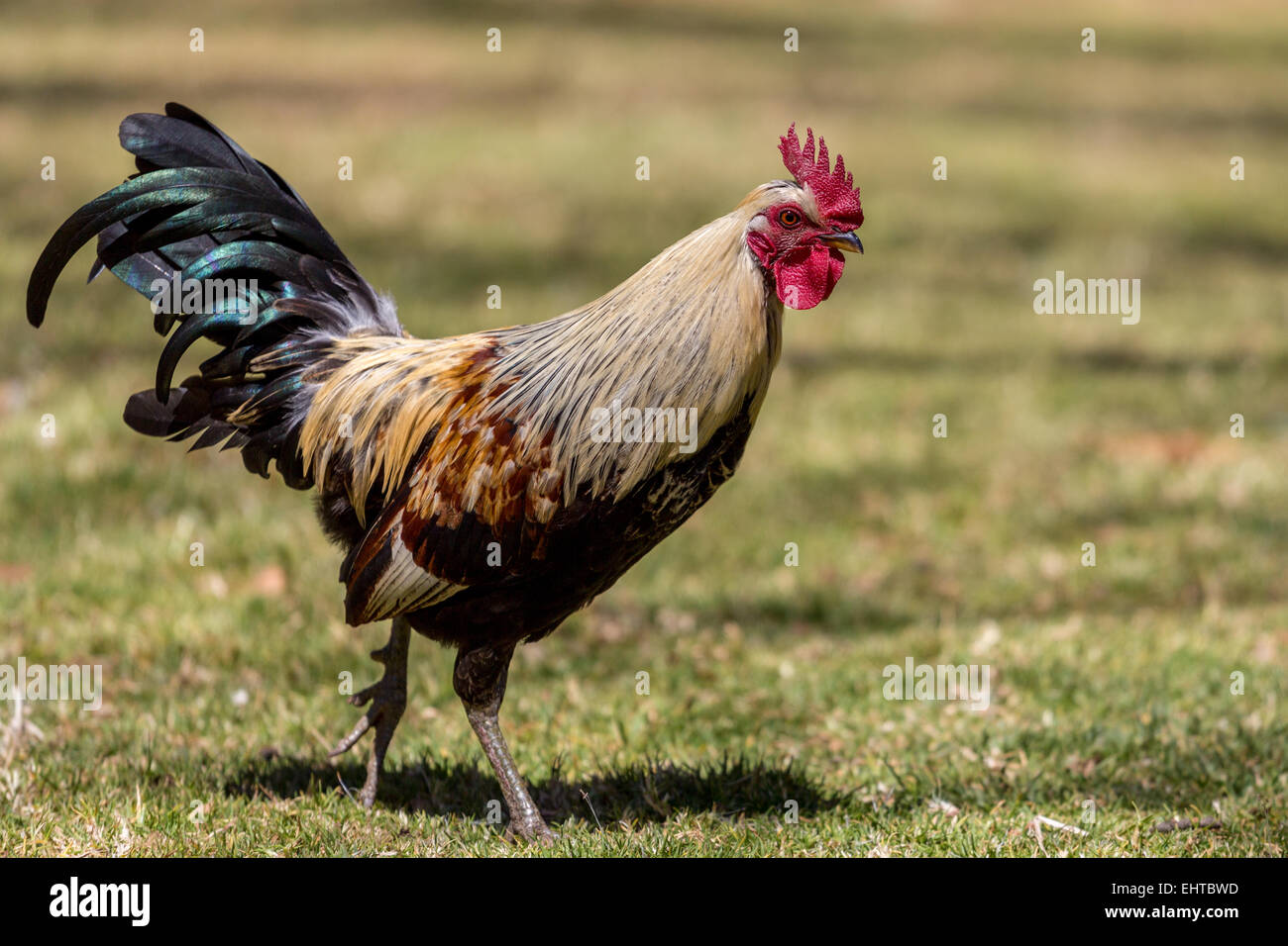 Paseando rooster Foto de stock
