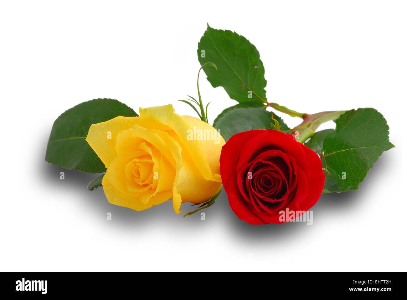 Resultado de imagen para ROSAS ROJAS Y AMARILLAS CON ROCIO