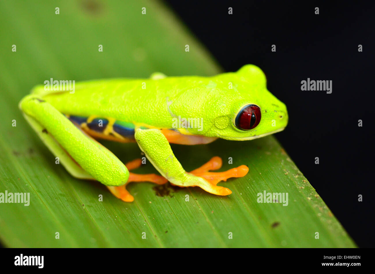 Red eyed Tree Frog Foto de stock