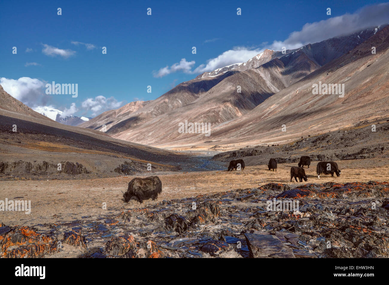 Manada de yaks en pintorescas montañas del Pamir en Tayikistán Foto de stock