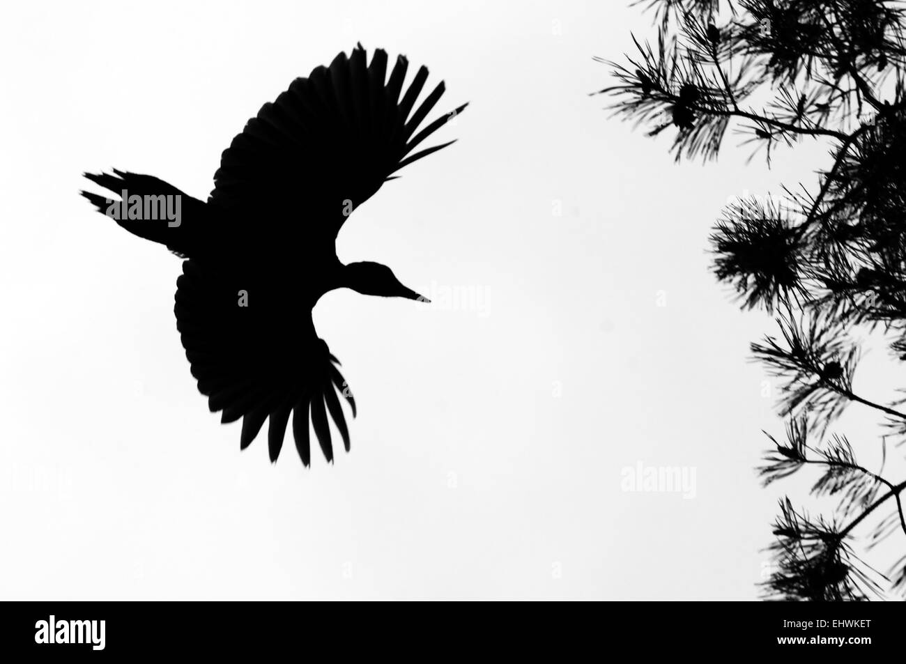 En blanco y negro silueta de volar el carpintero negro Foto de stock