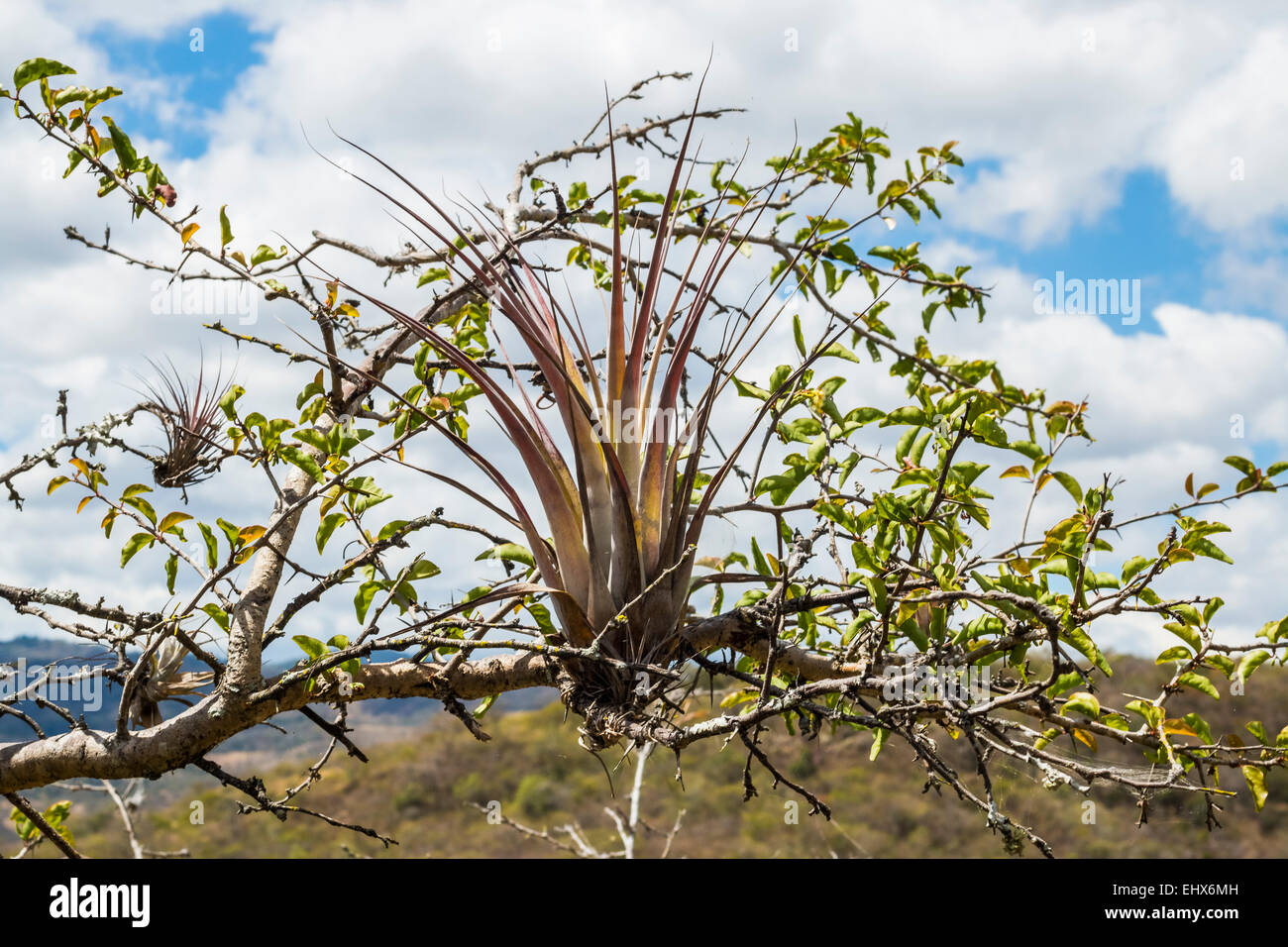 Una planta epifita, un nonparasitarias planta 'aire' que reúne los