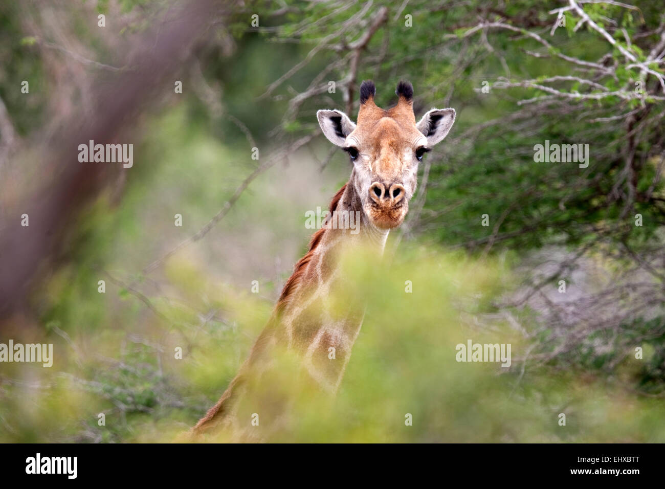 Un joven jirafa (Giraffa camelopardalis) compañeros desde detrás de un árbol. El Parque Nacional Kruger, Sudáfrica Foto de stock