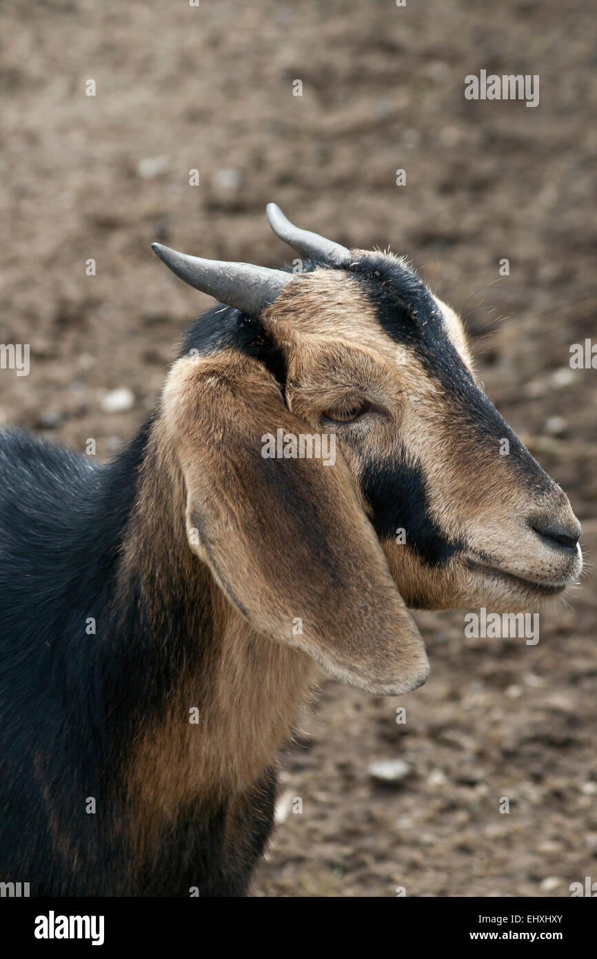Negro y marrón cabra en un pequeño zoológico en Dinamarca Foto de stock