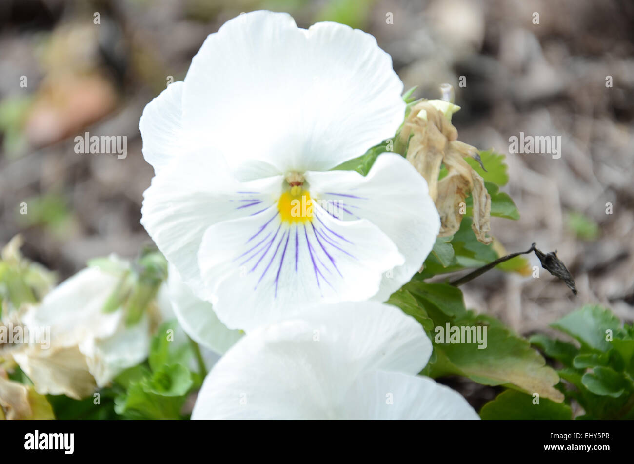 Flor morada con centro amarillo fotografías e imágenes de alta resolución -  Alamy