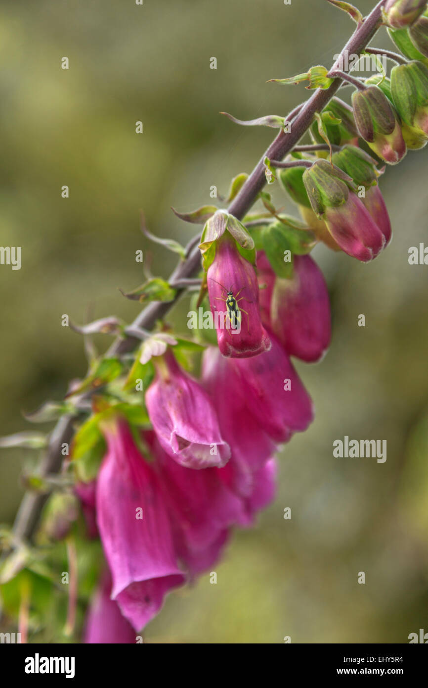 Close-up de Digitalis purpurea o púrpura foxglove, conocida como la fuente original de los medicamentos para el corazón digoxina ( digitalis ) Foto de stock