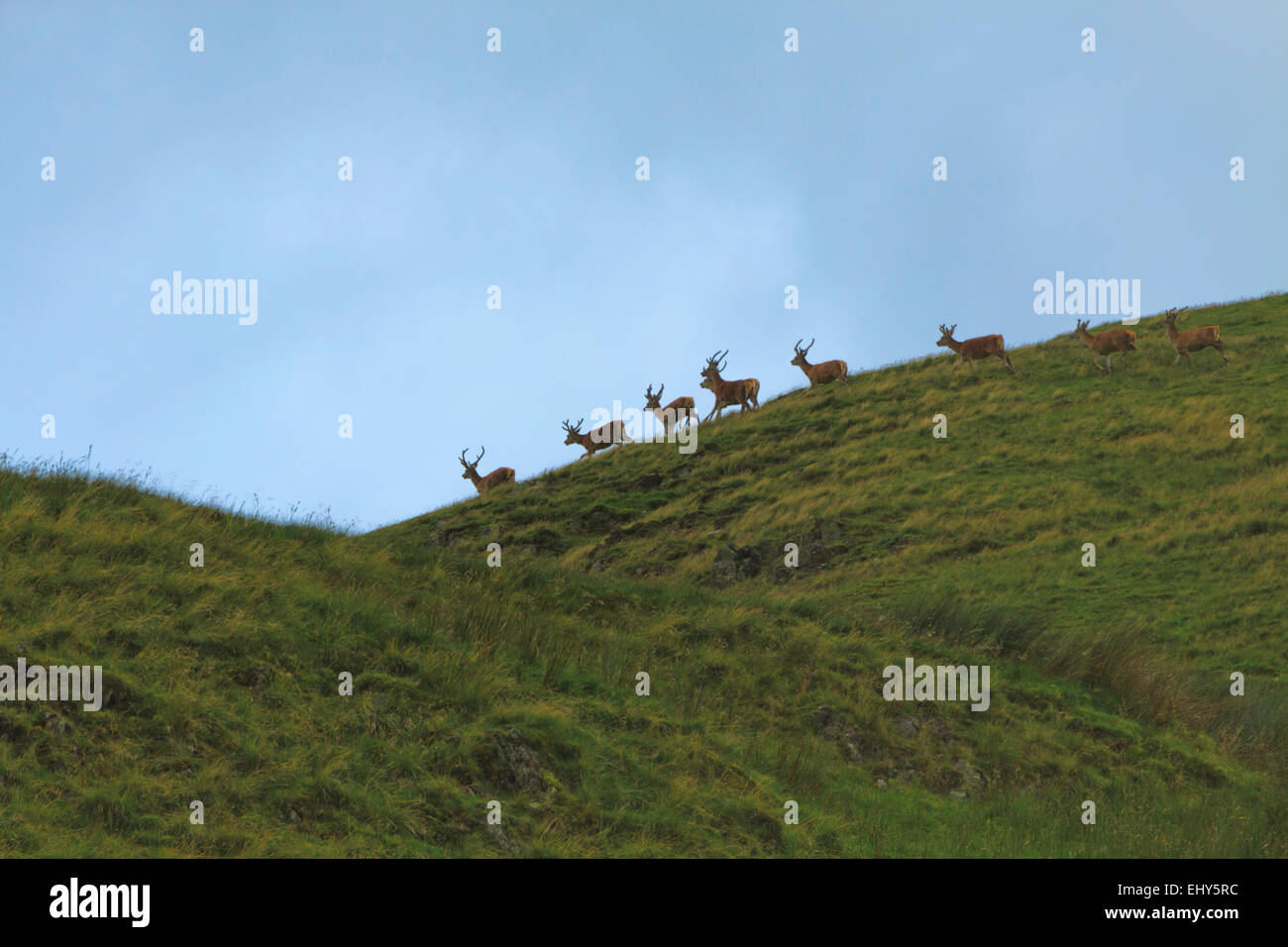 Una manada de ciervos rojos ciervos Patterdale, Cumbria, Lake District, Inglaterra, Gran Bretaña, Reino Unido. Foto de stock