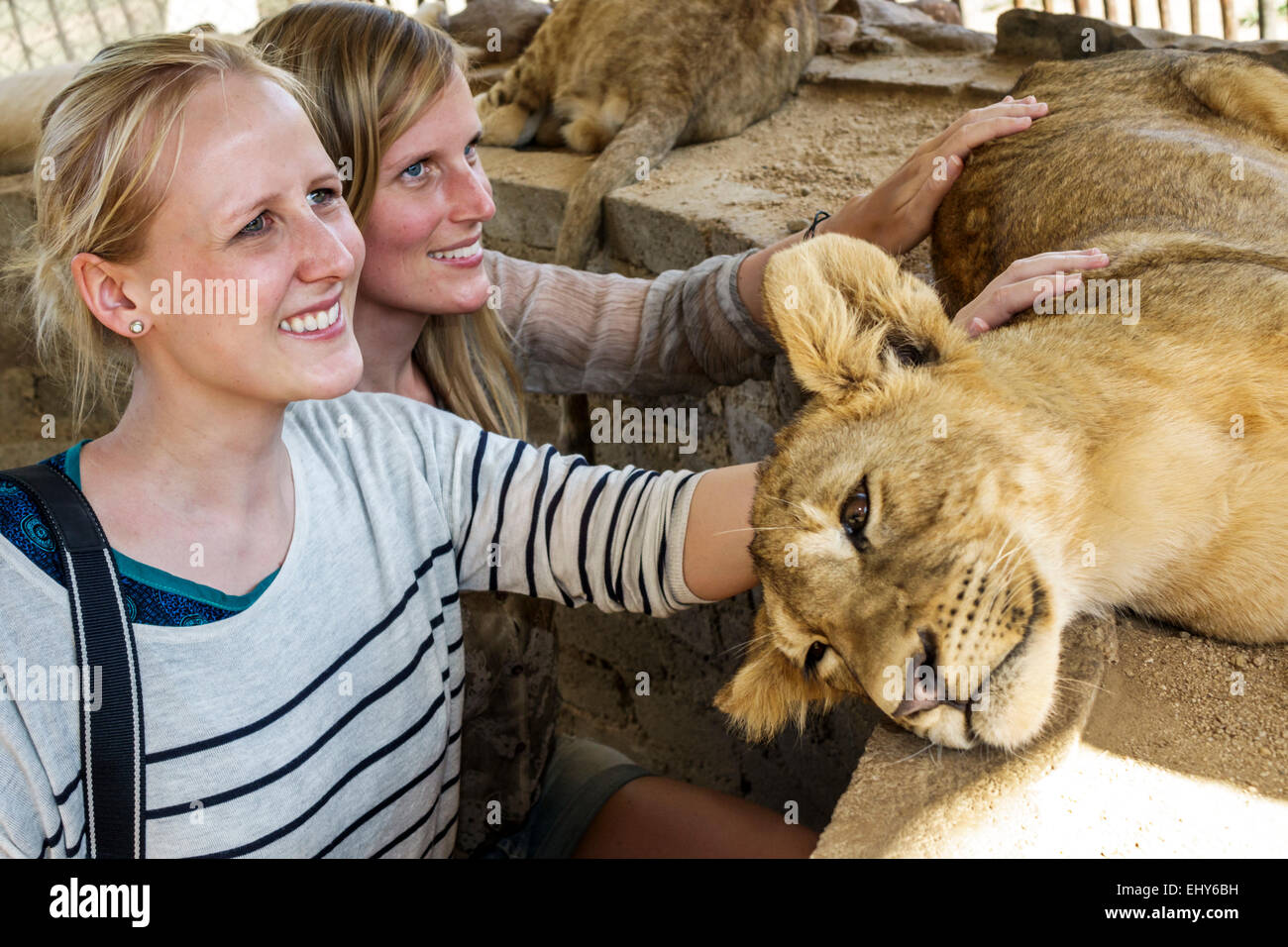 Johannesburgo Sudáfrica, Parque de los Leones, conservación de la vida silvestre, mujeres femeninas, cachorro de león, interacción,SAfri150304061 Foto de stock