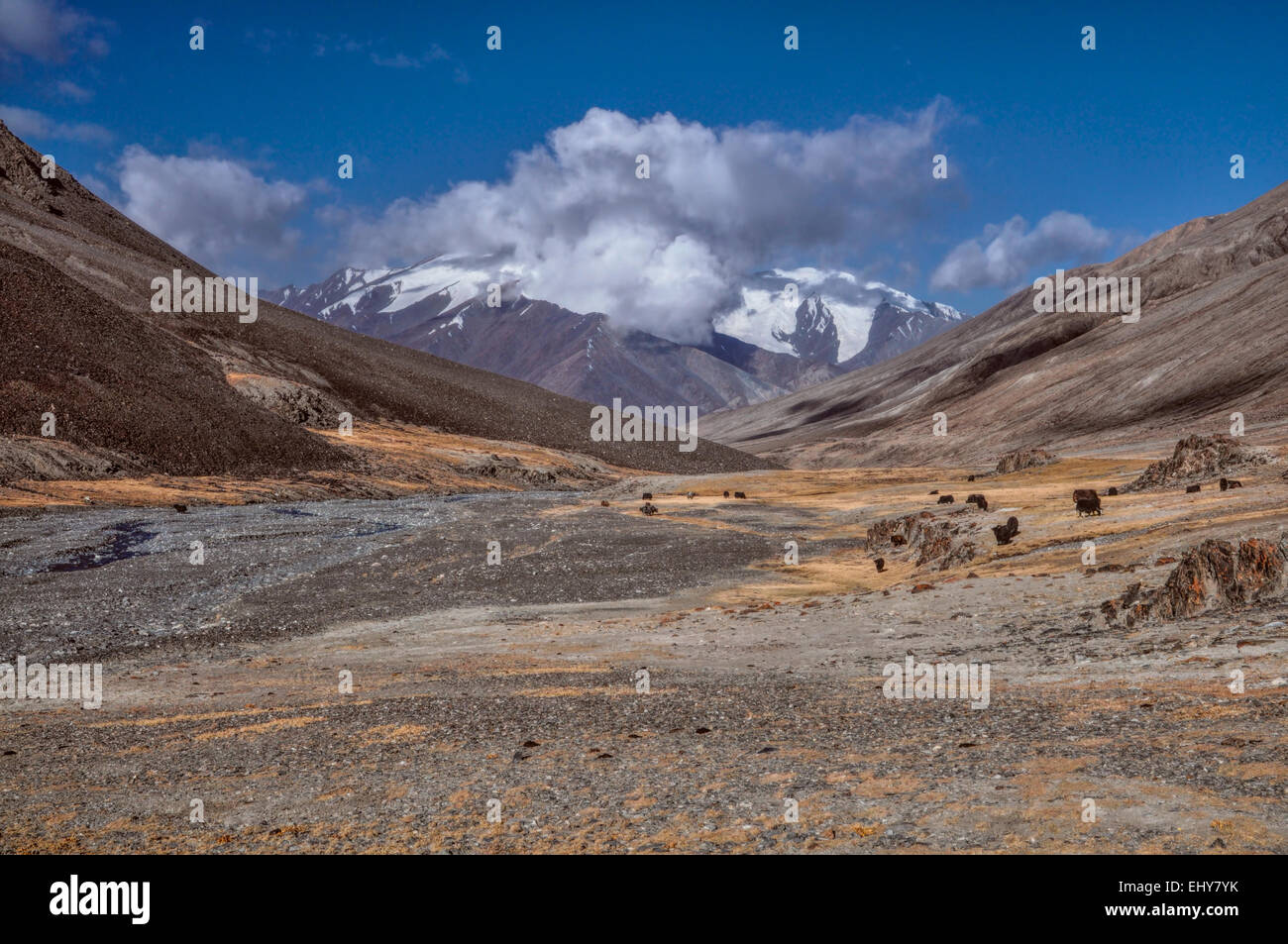 Los yaks por el río en el escénico Montañas del Pamir en Tayikistán Foto de stock