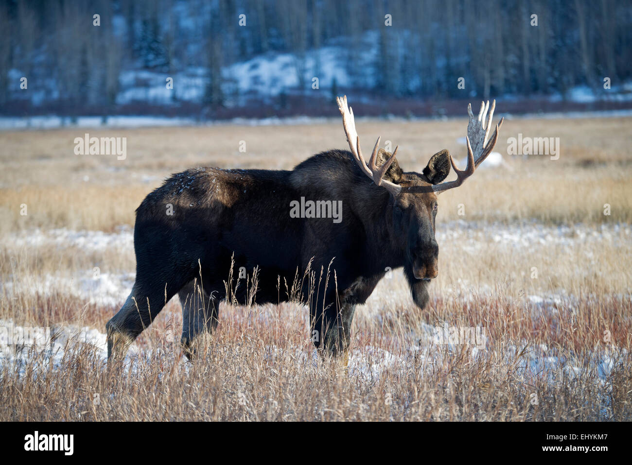 Moose, animales alces alces, Yukon, vida silvestre, preservar, Canadá Foto de stock