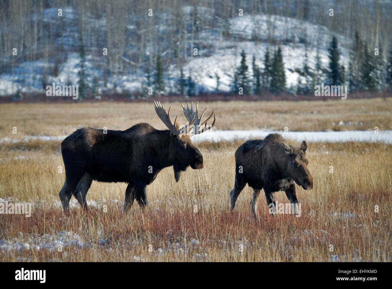 Moose, animales alces alces, Yukon, vida silvestre, preservar, Canadá Foto de stock