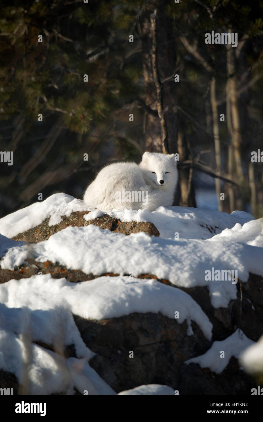 Zorro ártico, el zorro, animal, Alopex lagopus, invierno, nieve, Canadá Foto de stock