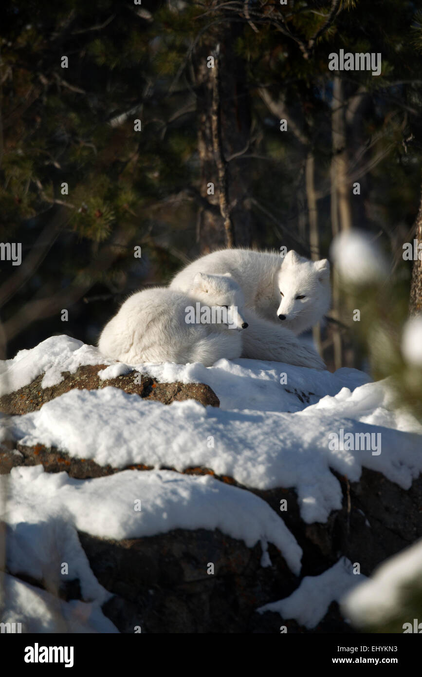 Zorro ártico, el zorro, animal, Alopex lagopus, invierno, nieve, Canadá Foto de stock